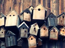 DS Smith to trial compostable bird boxes made from recycled cardboard